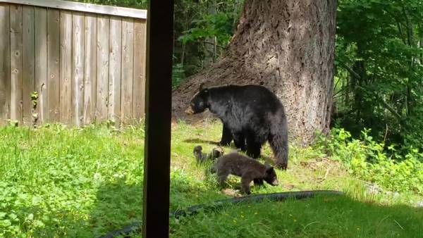 RAW: More North Bend bear footage