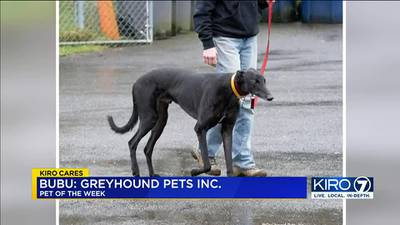KIRO 7 Pet of the Week for Feb. 19