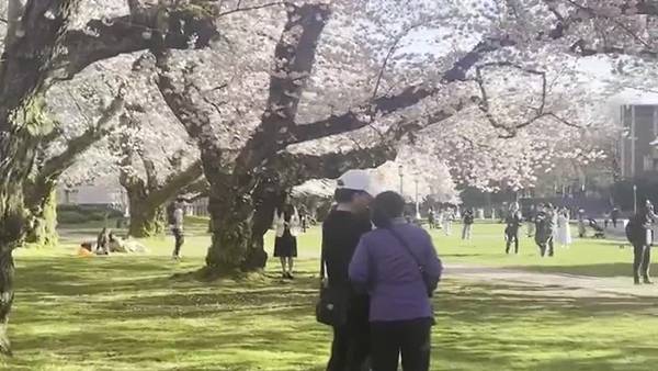 RAW: Cherry blossoms bloom at UW