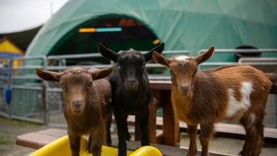 Point Defiance Zoo welcomes the new kids on the block