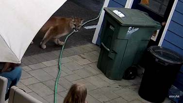 Monroe family runs for cover after cougar appears, chasing cats through yard