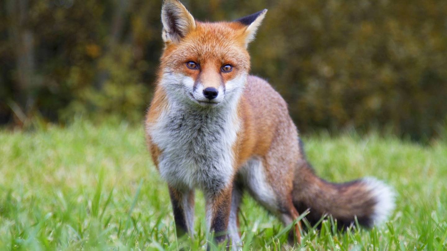 Daughter defends mother against rabid fox using ax, shovel