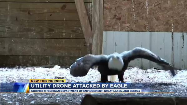 VIDEO: Eagle attacks drone