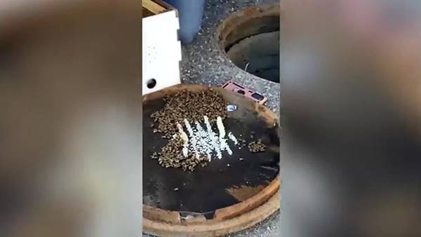VIDEO: Swarm of honeybees found on manhole cover