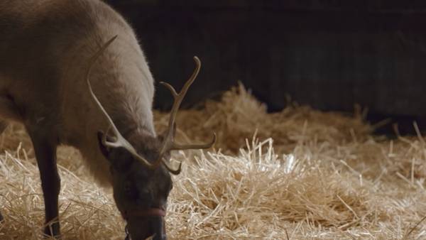 Christmas comes early as two newborn reindeer are born at the Leavenworth Reindeer Farm