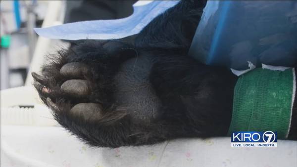 Black bear is released after months of rehab