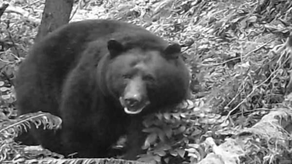 Elusive and ‘unnaturally large’ black bear found on Eastside
