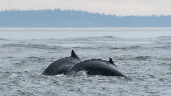RAW: Humpback whale 'Big Mama' and calf in Salish Sea