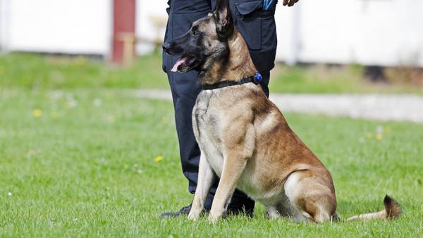 Company training ‘active shooter dogs’ to prevent future school tragedies