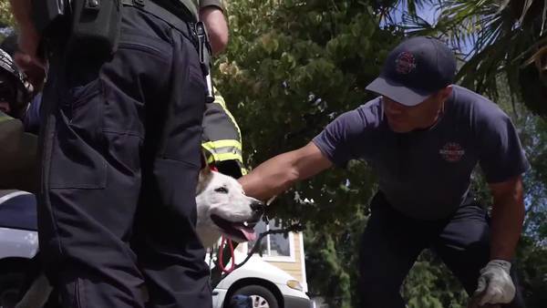Tacoma Fire Department rescues dog trapped in ravine