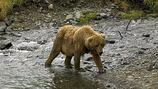 NPS weighs plan to bring grizzlies back to North Cascades for first time in 27 years