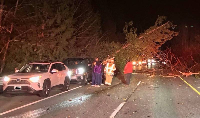 A driver was killed on SR 18 when a tree fell onto their car.