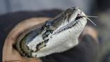 Whidbey Island couple discover ball python in their yard