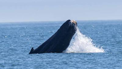 Photos: Humpback whale without tail