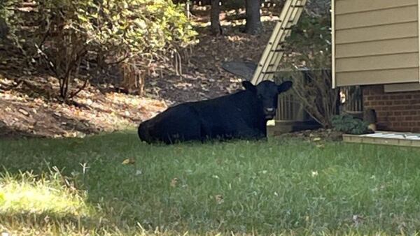 Cow surprises neighbors near Atlanta