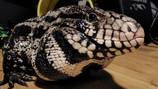 Granite Falls alligator turns out to be escaped pet tegu named “Tazz”, found safely