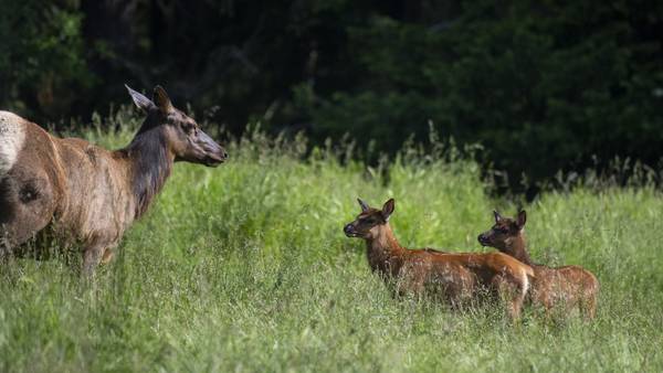 Northwest Trek Wildlife Park hails first baby animals born of the season