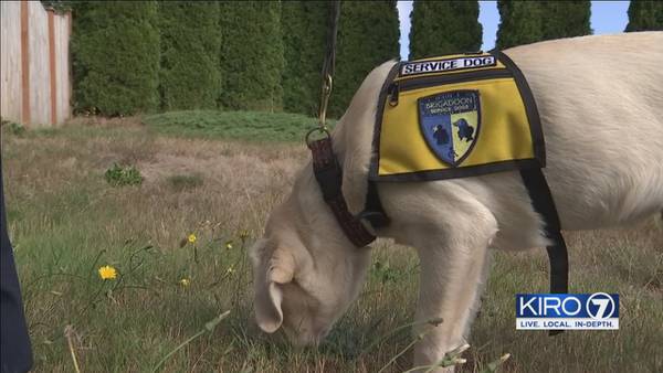 Service dog vests sold at Washington State Fair stirring controversy