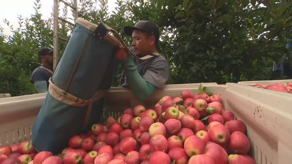 VIDEO: Cost of apples to rise as crop expected to be smaller this fall