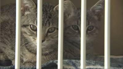 Washington shelter takes in almost thirty kittens displaced by Hurricane Helene