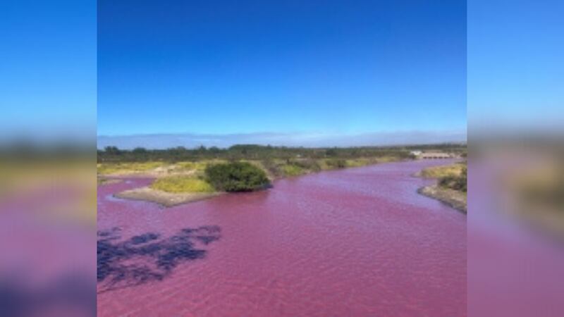 Keālia Pond halobacteria pink water