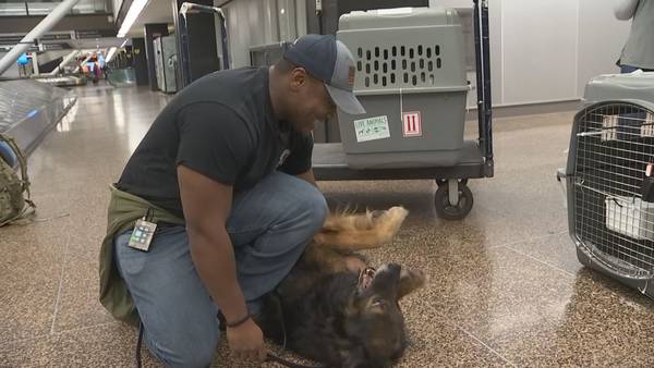 Retired military K-9 flown from Korea to Seattle reunited with handler