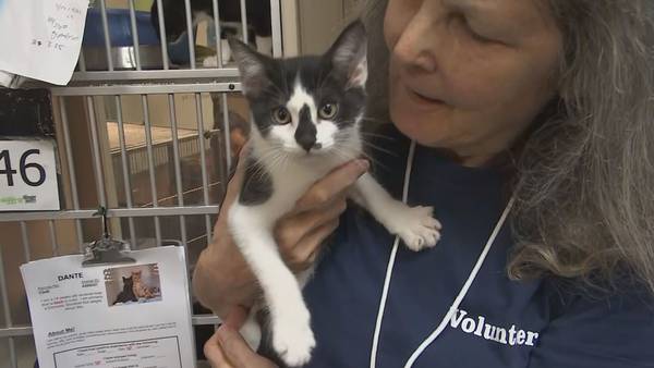 VIDEO: Surge in pet surrenders leaves Tacoma Humane over max capacity