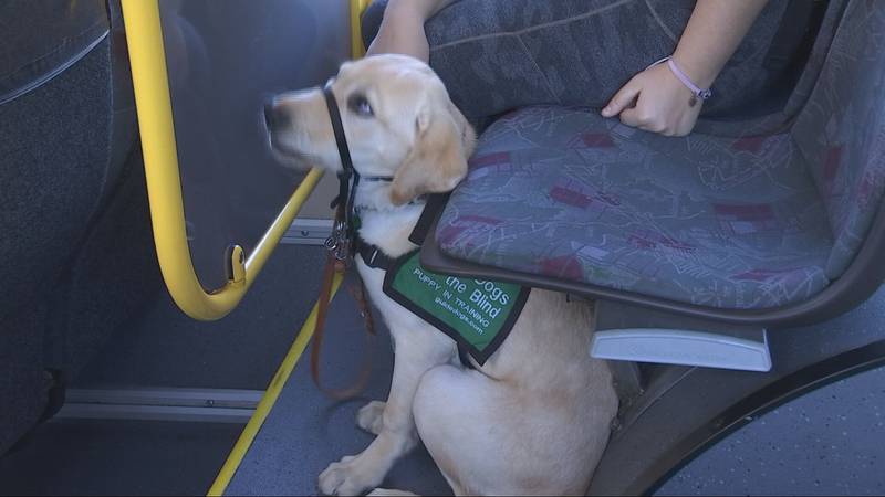 Guide-puppies training on King County Metro