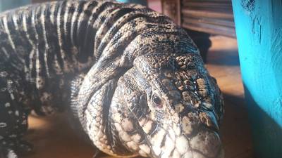 Photos: Granite Falls alligator turns out to be escaped pet tegu named “Tazz”, found safely