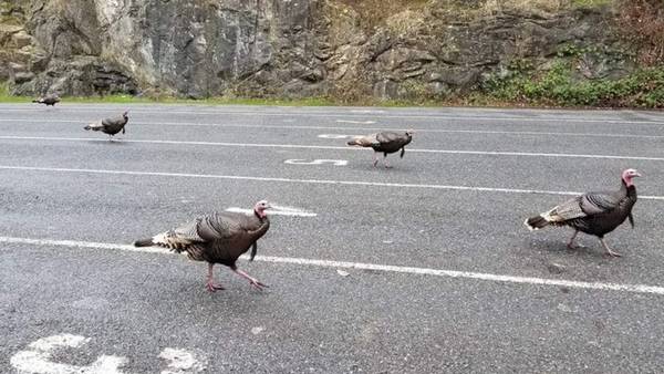 Orcas Island ferry riders experienced some unexpected turkey entertainment last week