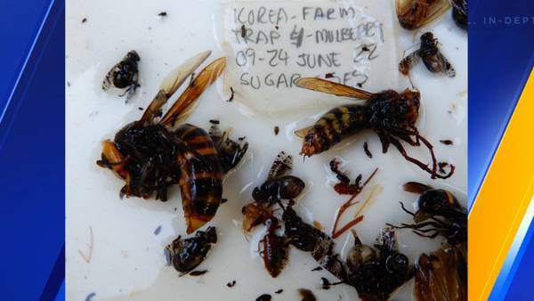 Asian giant hornet trapping season begins Friday