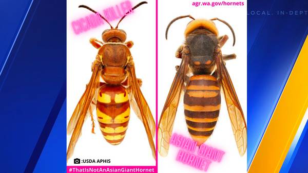 Cicada killer wasps being mistaken for Asian giant hornets; here’s how to tell the difference