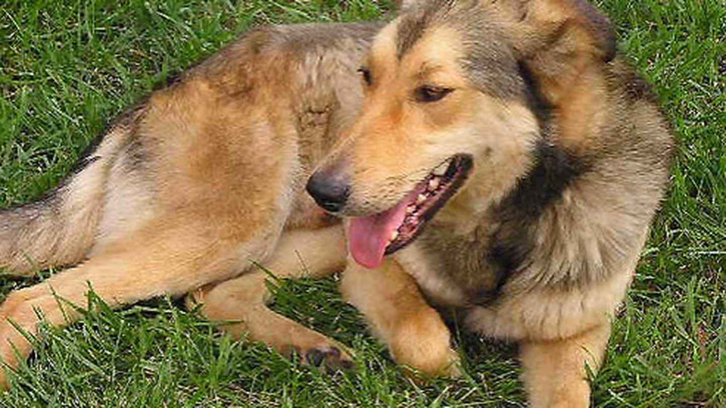 “مرض غامض” مميت ومعدٍ للغاية – يوصي خبير أخبار KIRO 7 بفرض الحجر الصحي على كلاب سياتل