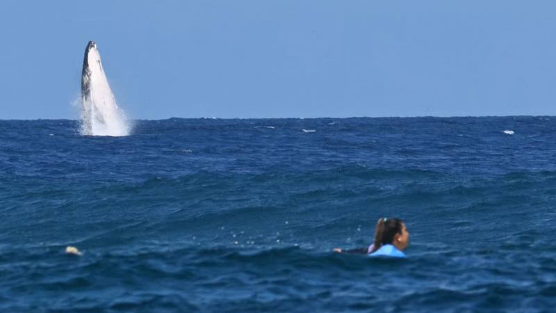 Whale breaches during Olympic competition