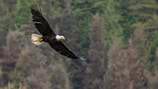 Deputies: Men killed, planned to eat bald eagle