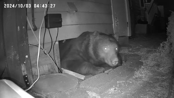 RAW: Fat bear under California home