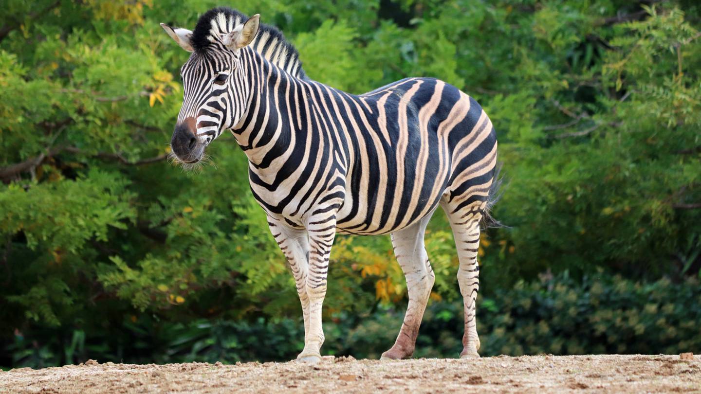 Pet zebra attacks owner KIRO 7 News Seattle