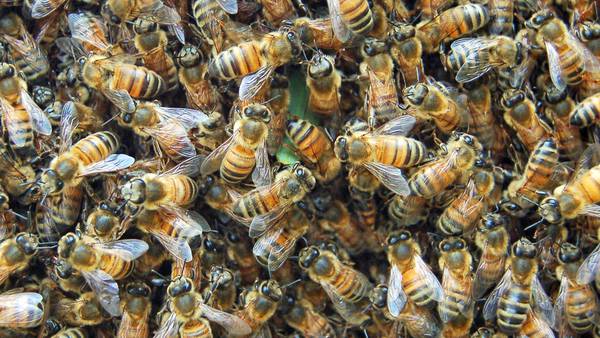Man dies after he was attacked by swarm of bees outside of his house