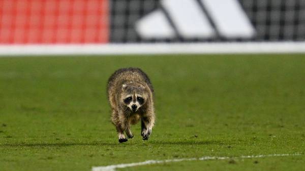 Elusive raccoon shows off moves as it scampers across field during soccer match