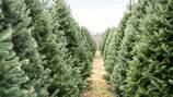 Dept. of Natural Resources jokingly warns people to not cut down Christmas trees on state land