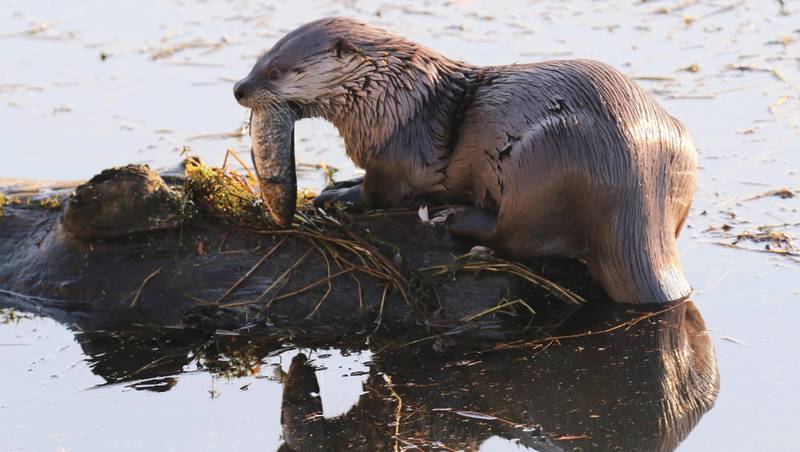 . WDFW says river otters (Lontra canadensis) are relatively common throughout Washington.