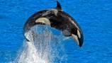 New report finds that killer whales aren’t attacking boats but are bored, playful teens