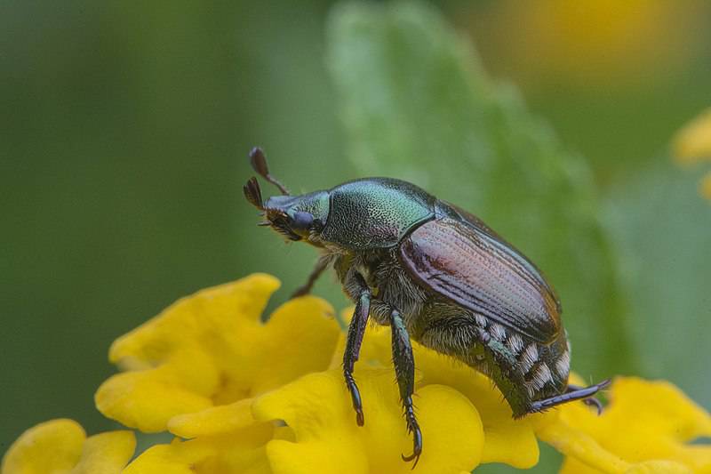 Infestation of invasive Japanese beetle ‘growing exponentially’ – KIRO ...