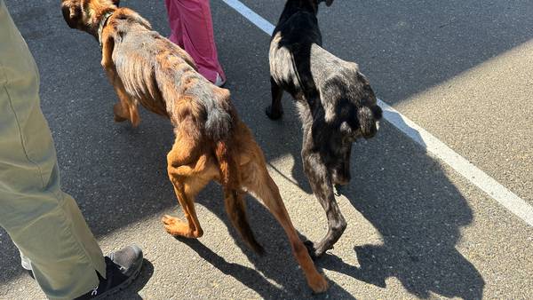 Woman arrested after 67 underfed dogs found on her Mason County property