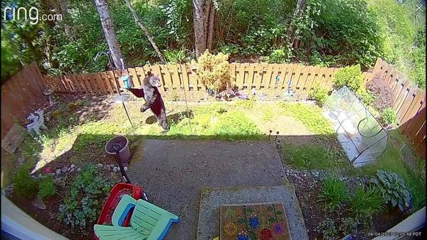 RAW: Black bear spotted roaming around homes in Snohomish County