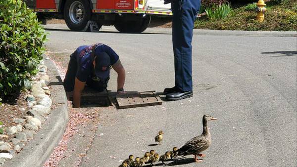 Firefighters reunite a family of ducks in Edmonds