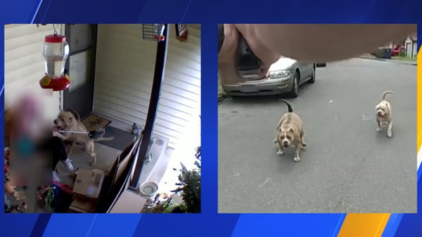 VIDEO: Dog shot after alleged attack on little girl