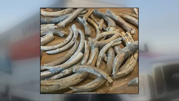 Rare artifacts, including mammoth tusks, taken in SeaTac U-Haul theft