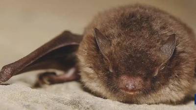 Thurston County officials report first positive rabies bat this year
