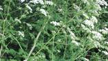 King County officials warning about spread of deadly poison hemlock